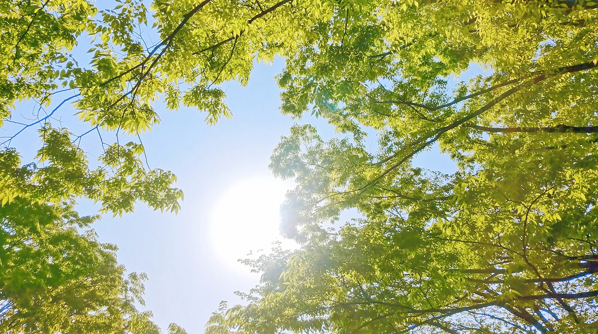 The Final Rehearsal of Civilization — How Jōmon and Bushidō Guide Humanity’s Next Evolution